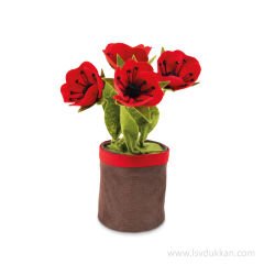 Lsv Saksıda Gelincik